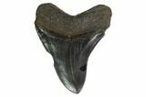 Fossil Megalodon Tooth - South Carolina #149396-1